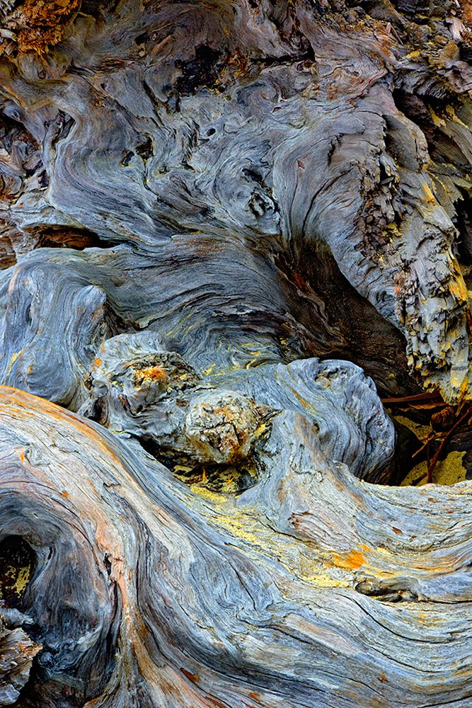 Abstract pattern in driftwood-Bandon Beach-Oregon art print by Adam Jones for $57.95 CAD