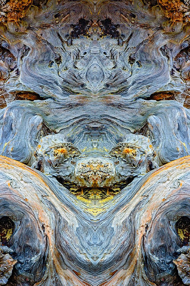 Abstract pattern in driftwood-Bandon Beach-Oregon art print by Adam Jones for $57.95 CAD