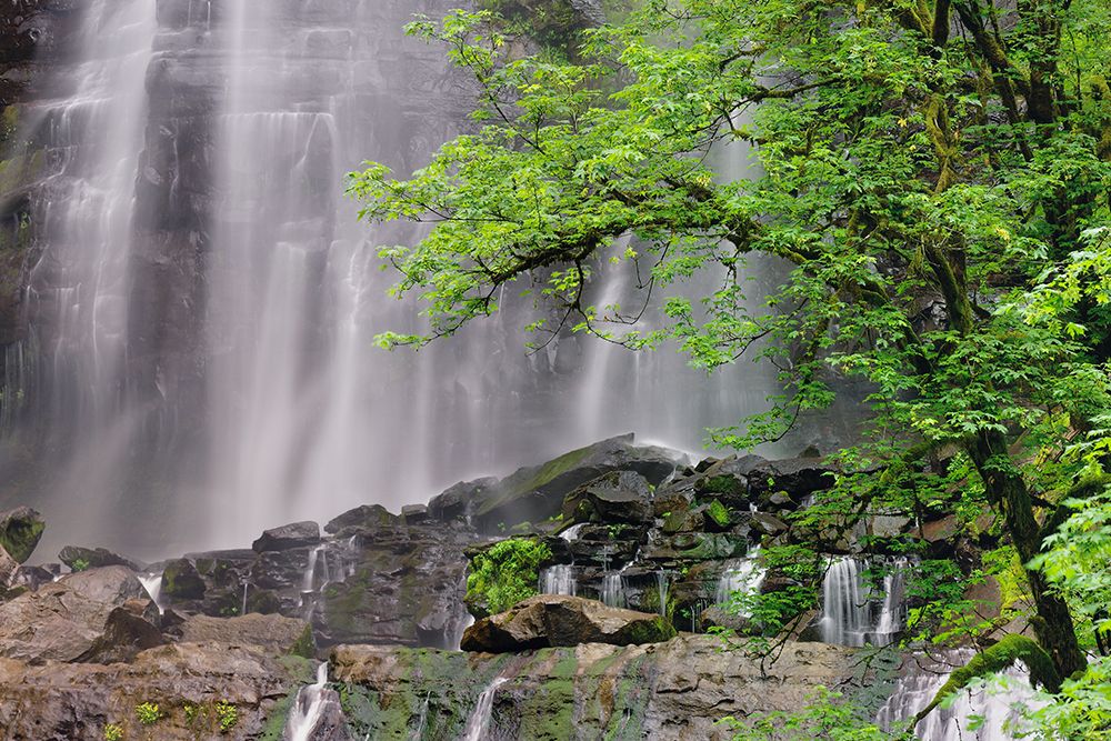 Silver Falls-Golden and Silver Falls State Natural Area-Oregon art print by Adam Jones for $57.95 CAD