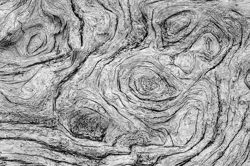 Geometric pattern in eroded driftwood-Bandon Beach-Oregon art print by Adam Jones for $57.95 CAD