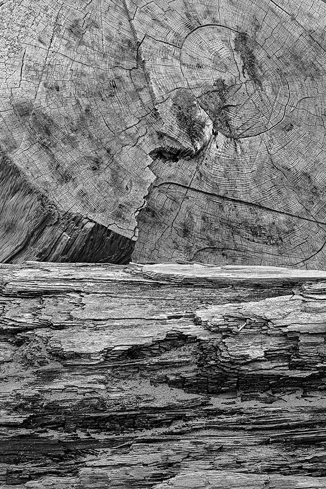 Geometric pattern in eroded driftwood-Bandon Beach-Oregon art print by Adam Jones for $57.95 CAD