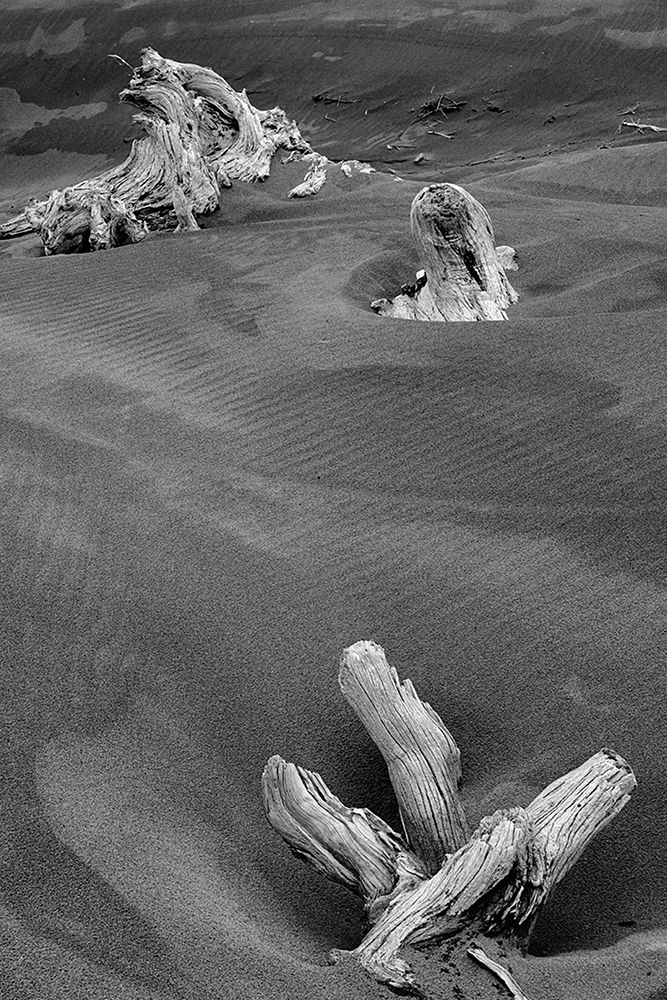 Eroded driftwood on beach-Bandon Beach-Oregon art print by Adam Jones for $57.95 CAD