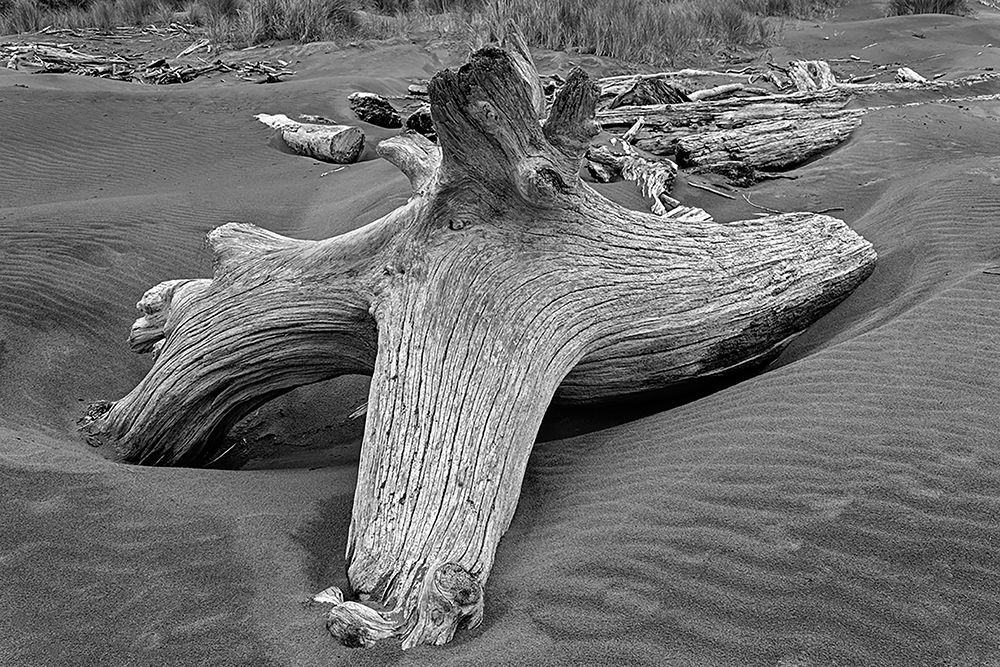Geometric pattern in eroded driftwood-Bandon Beach-Oregon art print by Adam Jones for $57.95 CAD