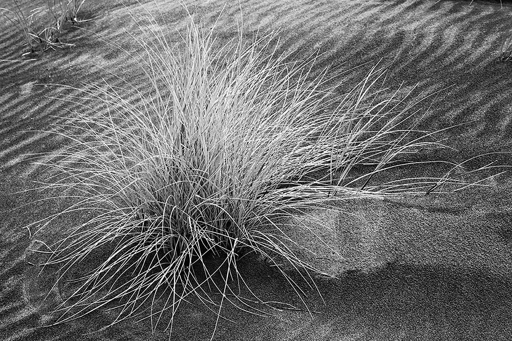 Grass pattern-Bandon-Oregon art print by Adam Jones for $57.95 CAD