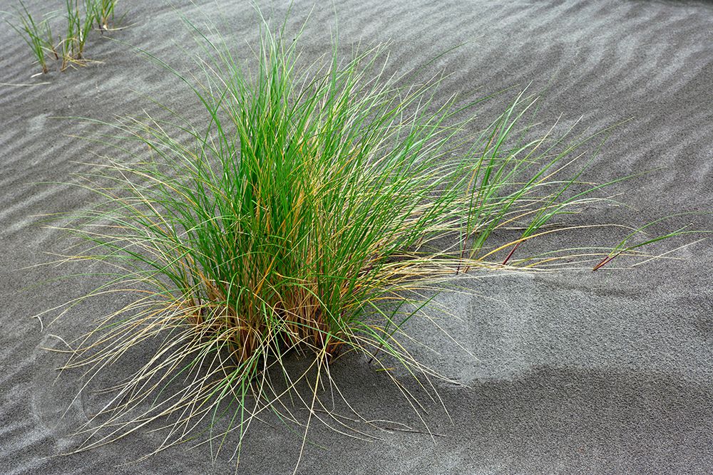 Grass pattern-Bandon-Oregon art print by Adam Jones for $57.95 CAD