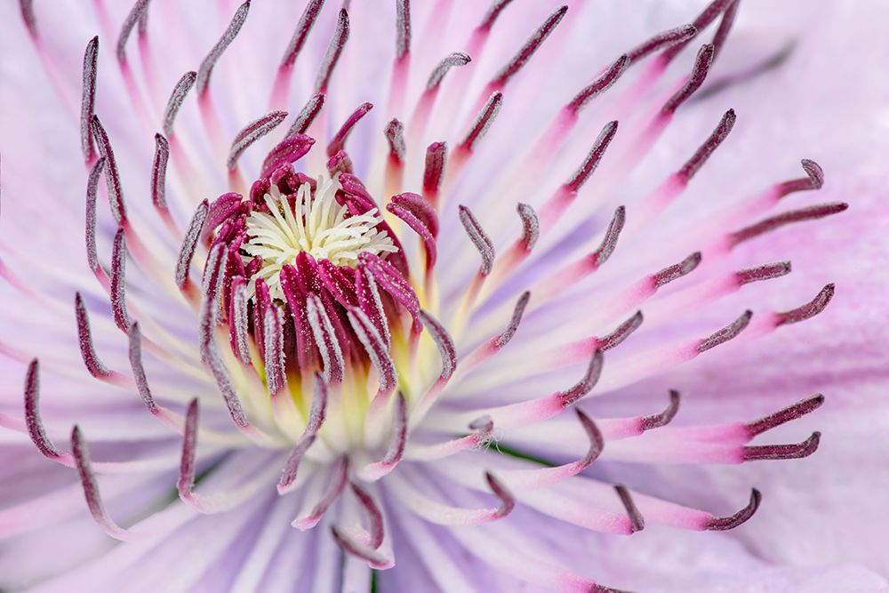 Close-up of clematis flower-Schreiner Iris Gardens-Salem-Oregon art print by Adam Jones for $57.95 CAD