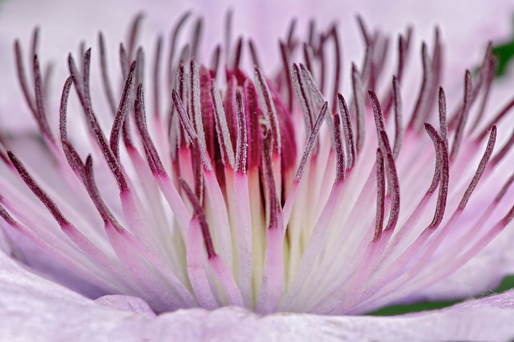 Close-up of clematis flower-Schreiner Iris Gardens-Salem-Oregon art print by Adam Jones for $57.95 CAD
