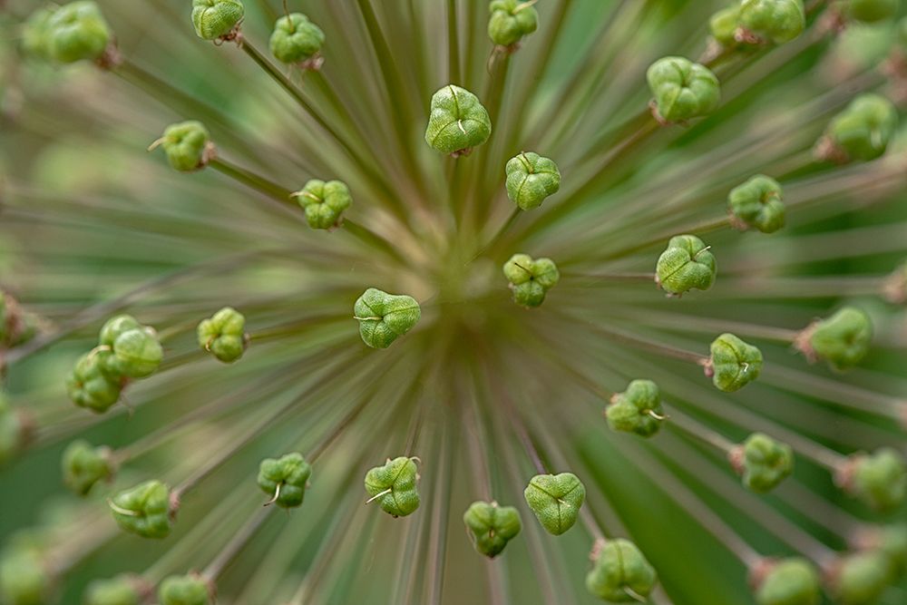 Flower pattern-Schreiner Iris Gardens-Salem-Oregon art print by Adam Jones for $57.95 CAD