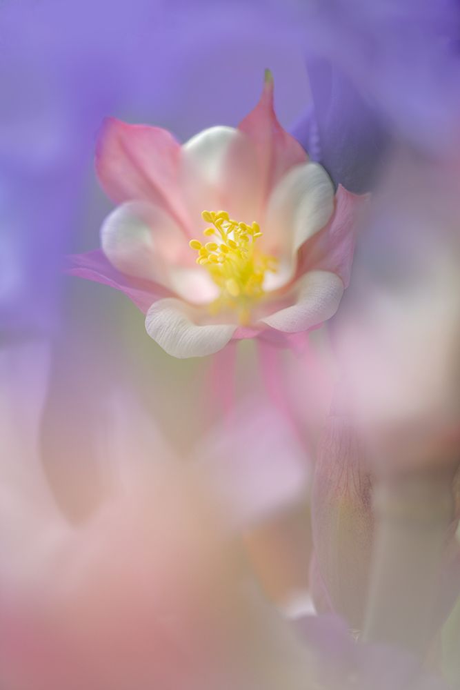 Soft focus Columbine flower-Salem-Oregon art print by Adam Jones for $57.95 CAD