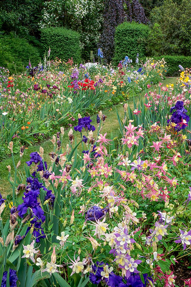 Columbine and Iris garden-Schreiner Iris Gardens-Salem-Oregon art print by Adam Jones for $57.95 CAD
