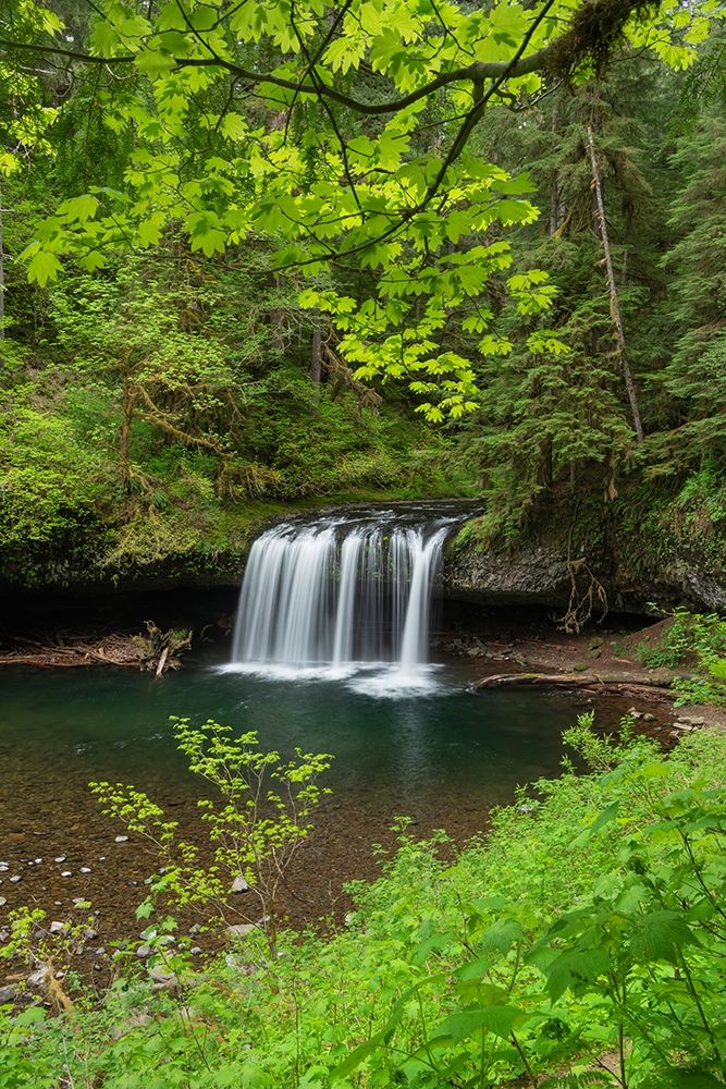 Upper Butte Creek Falls Cascade Range-Oregon art print by Alan Majchrowicz for $57.95 CAD