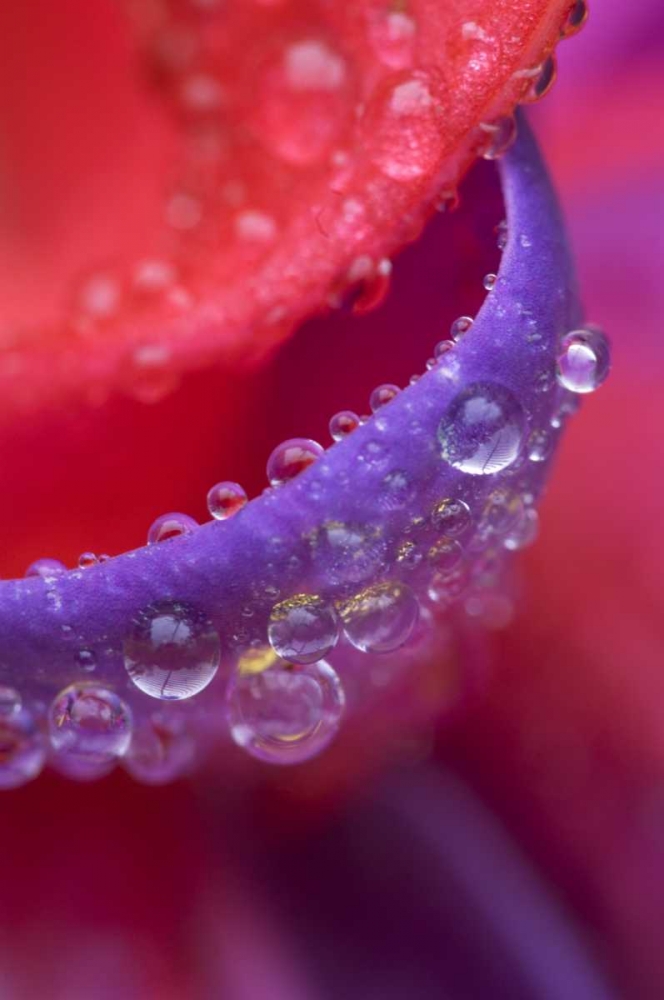 OR, pink and purple fuchsia with rain drops art print by Nancy Rotenberg for $57.95 CAD