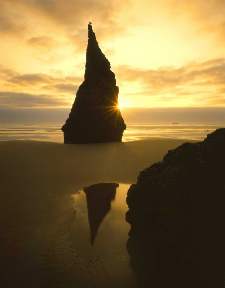 OR, Bandon Beach, Sunset silhouettes seabird art print by Steve Terrill for $57.95 CAD