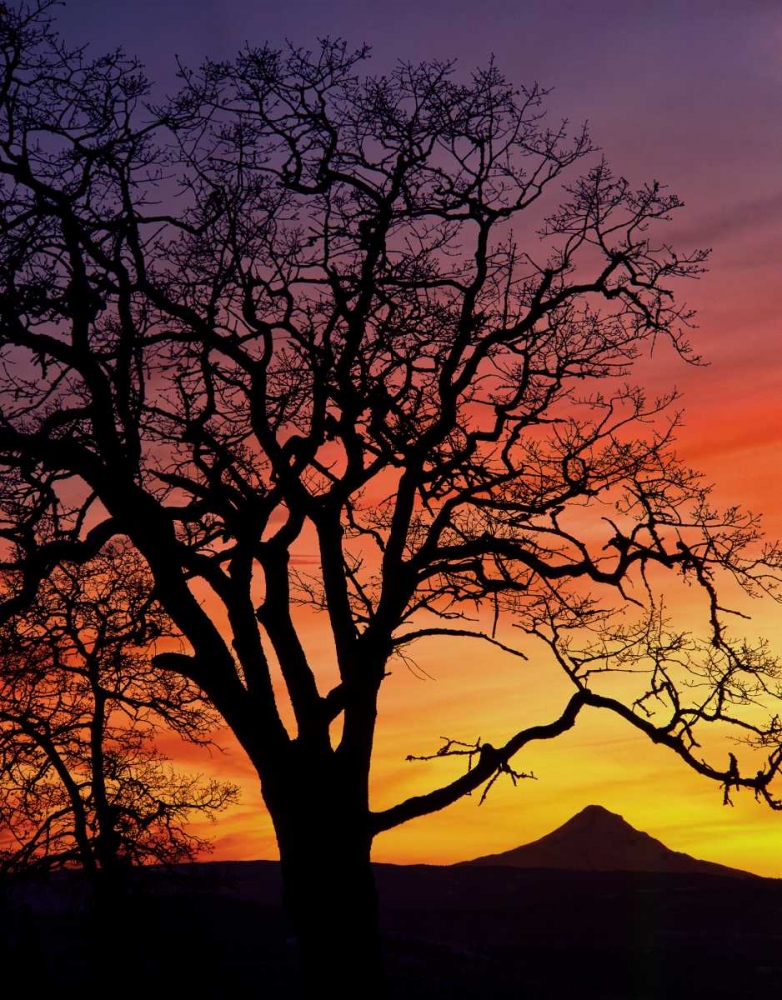 OR, Columbia Gorge, Oak tree framing Mt Hood art print by Steve Terrill for $57.95 CAD