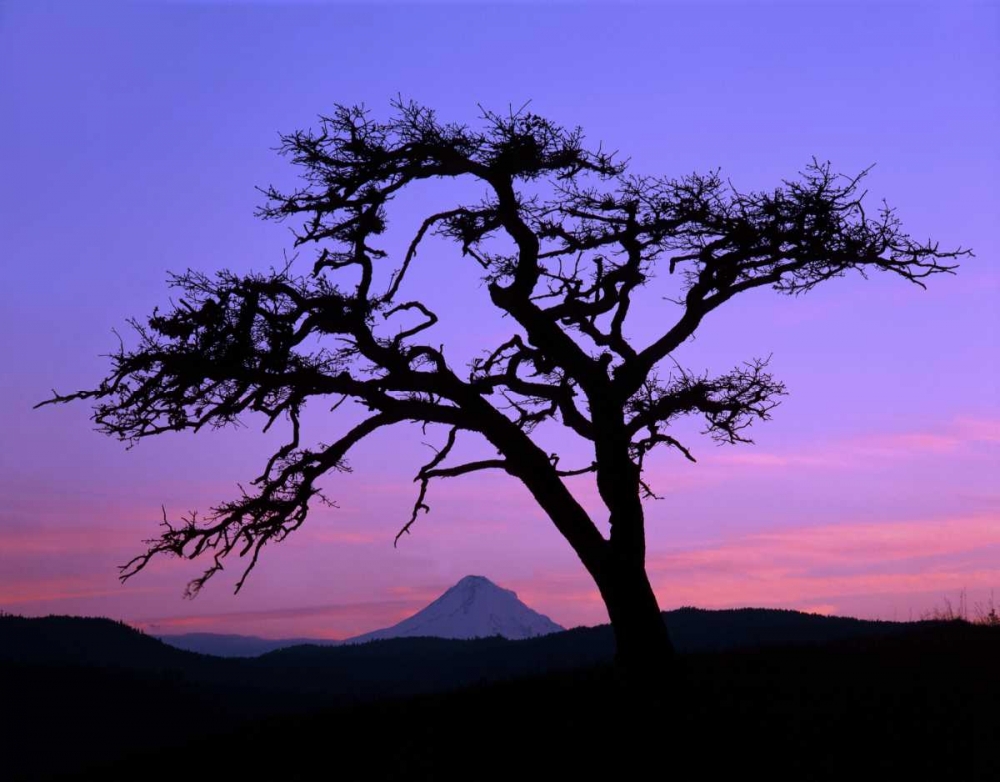 OR, Columbia Gorge, Pine tree framing Mount Hood art print by Steve Terrill for $57.95 CAD