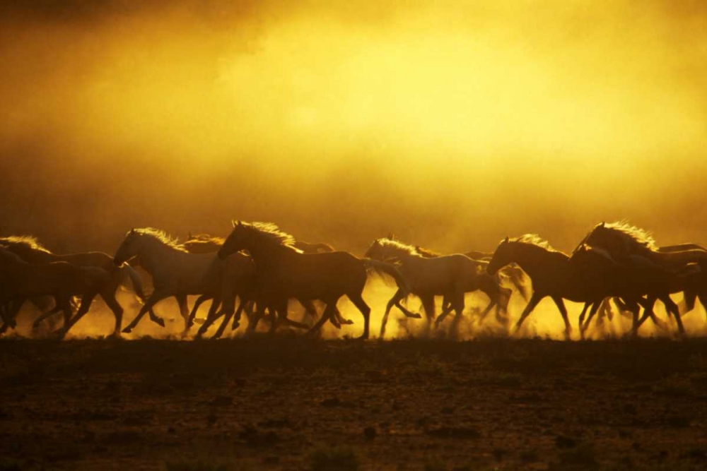 OR, Harney Co, Wild Kiger mustangs at sunrise art print by Steve Terrill for $57.95 CAD