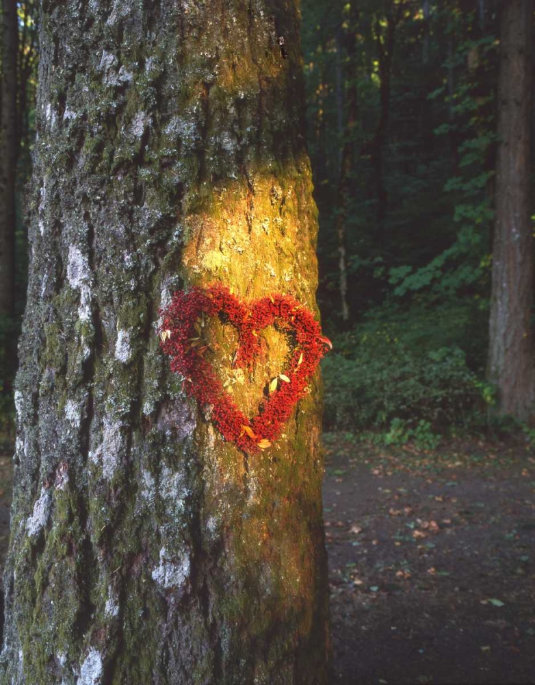 OR, Mt Hood NF, Heart wreath on Douglas-fir art print by Steve Terrill for $57.95 CAD