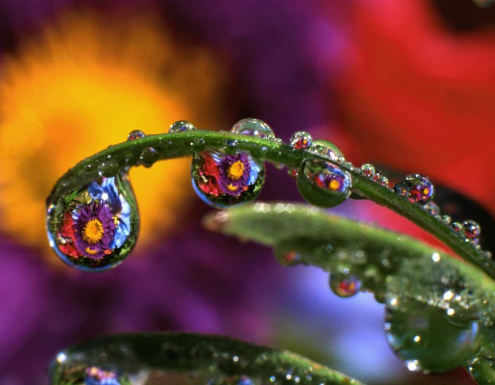 OR, Abstract of purple chrysanthemum art print by Steve Terrill for $57.95 CAD