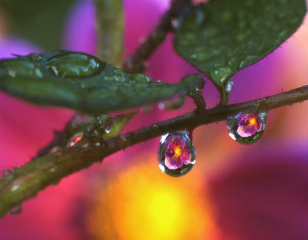 OR, Cosmos reflecting in dewdrop on a rose art print by Steve Terrill for $57.95 CAD