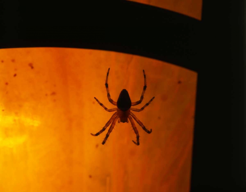 OR, Silhouette of European garden spider art print by Steve Terrill for $57.95 CAD