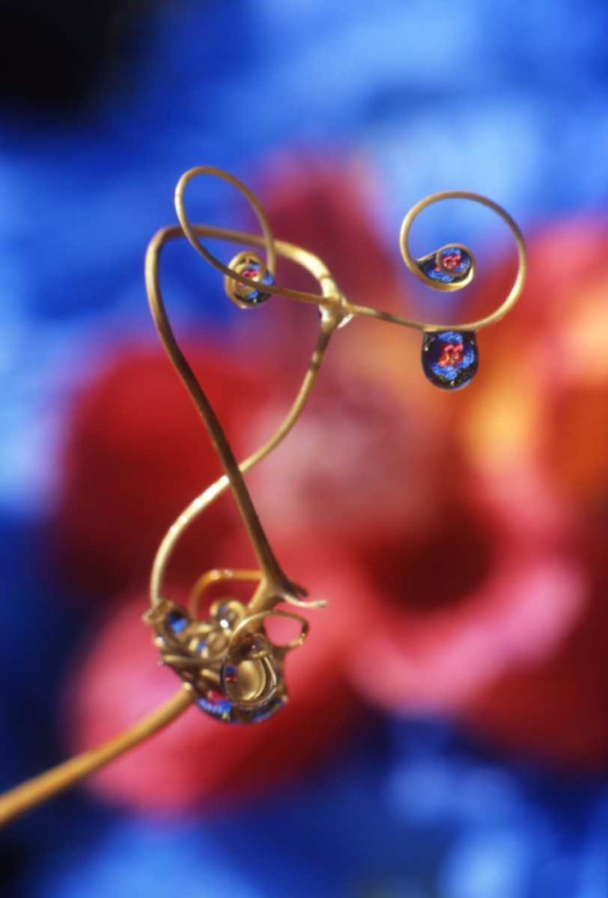 OR, Dewdrops on sweet pea tendril reflect flowers art print by Steve Terrill for $57.95 CAD