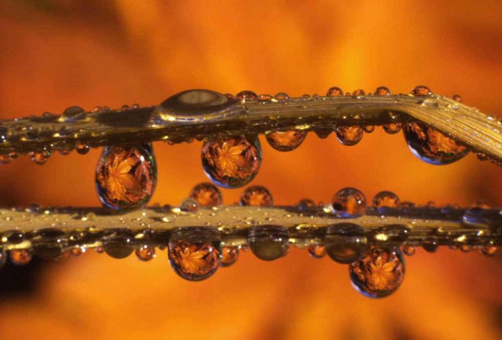 OR, Dewdrops reflecting Japanese maple leaves art print by Steve Terrill for $57.95 CAD