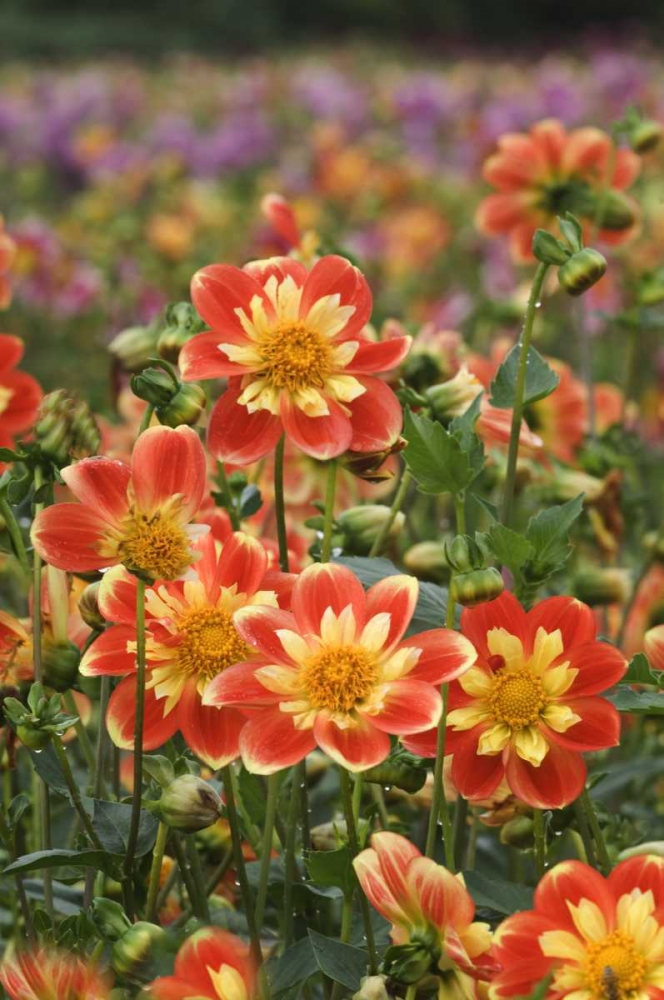 Oregon Field of dahlia flowers on Swan Island art print by Nancy Rotenberg for $57.95 CAD