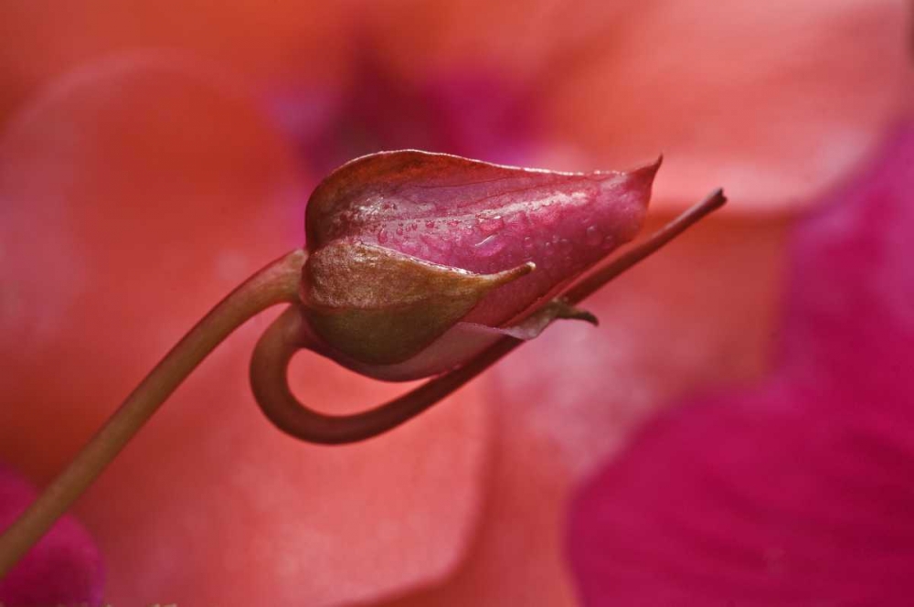 USA, Oregon Close-up of ose bud with dew art print by Nancy Rotenberg for $57.95 CAD
