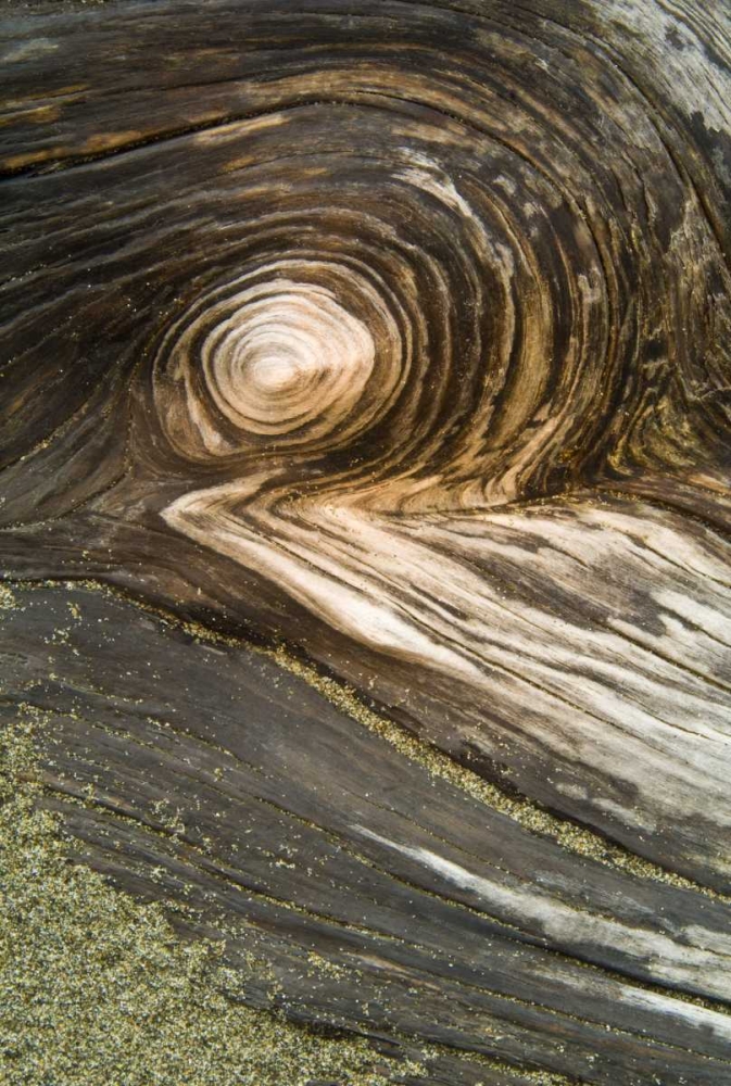 USA, Oregon Stump pattern on beach art print by Nancy Rotenberg for $57.95 CAD