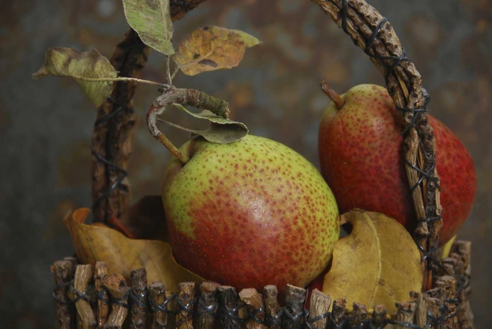 OR, Hood River Fresh-picked Forelle pears art print by Steve Terrill for $57.95 CAD