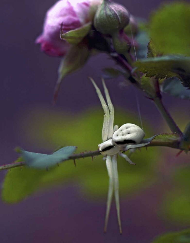OR, Multnomah Co Crab spider on wild rose art print by Steve Terrill for $57.95 CAD