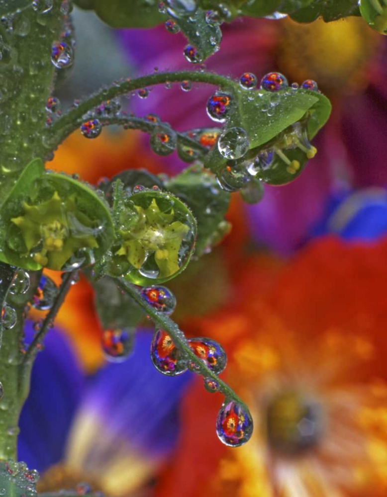 OR, Multnomah Co, Garden flowers reflect in dew art print by Steve Terrill for $57.95 CAD