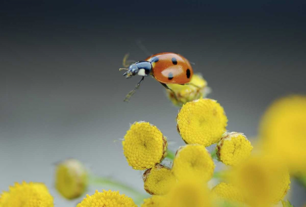 OR, Multnomah Co Ladybug on yellow tansy flower art print by Steve Terrill for $57.95 CAD