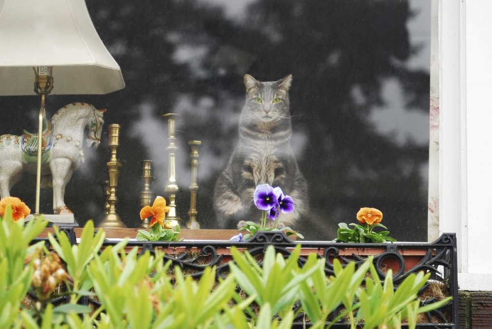 Oregon, Portland Cat looking out window of home art print by Steve Terrill for $57.95 CAD