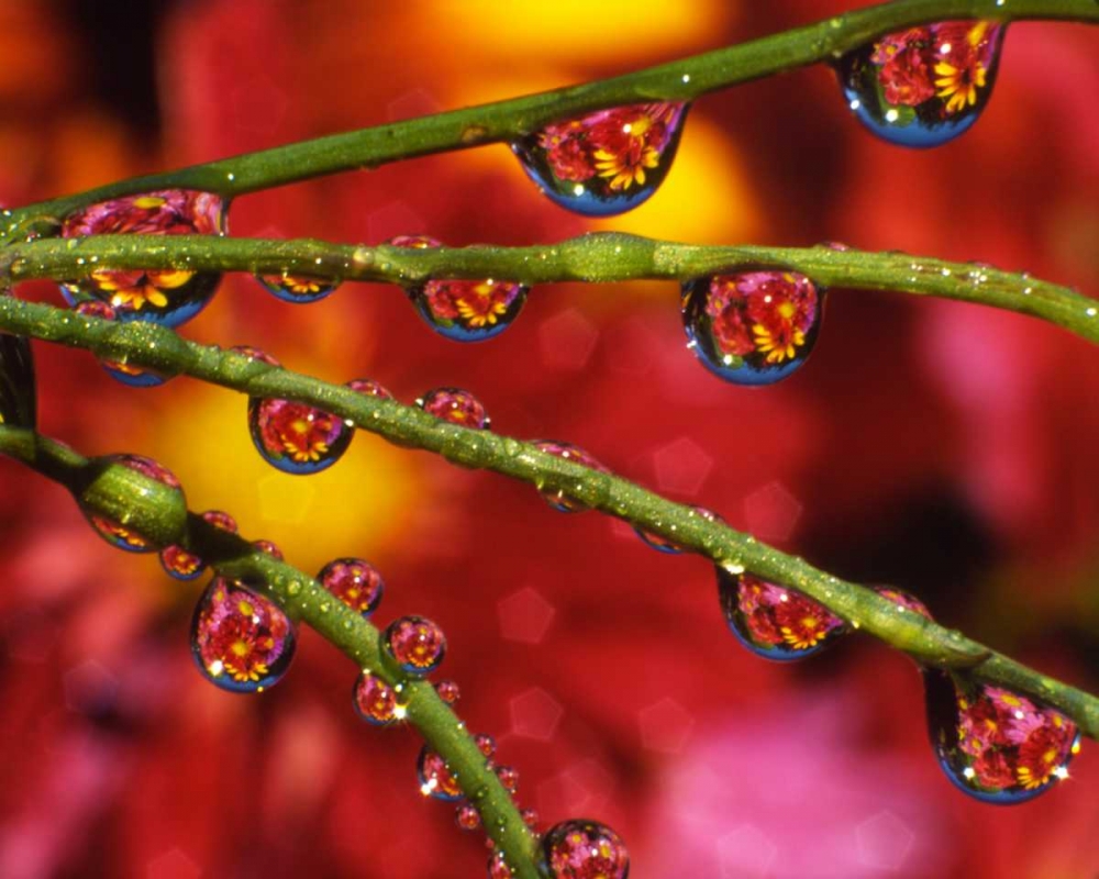 OR, Portland Garden flowers reflect in dewdrops art print by Steve Terrill for $57.95 CAD