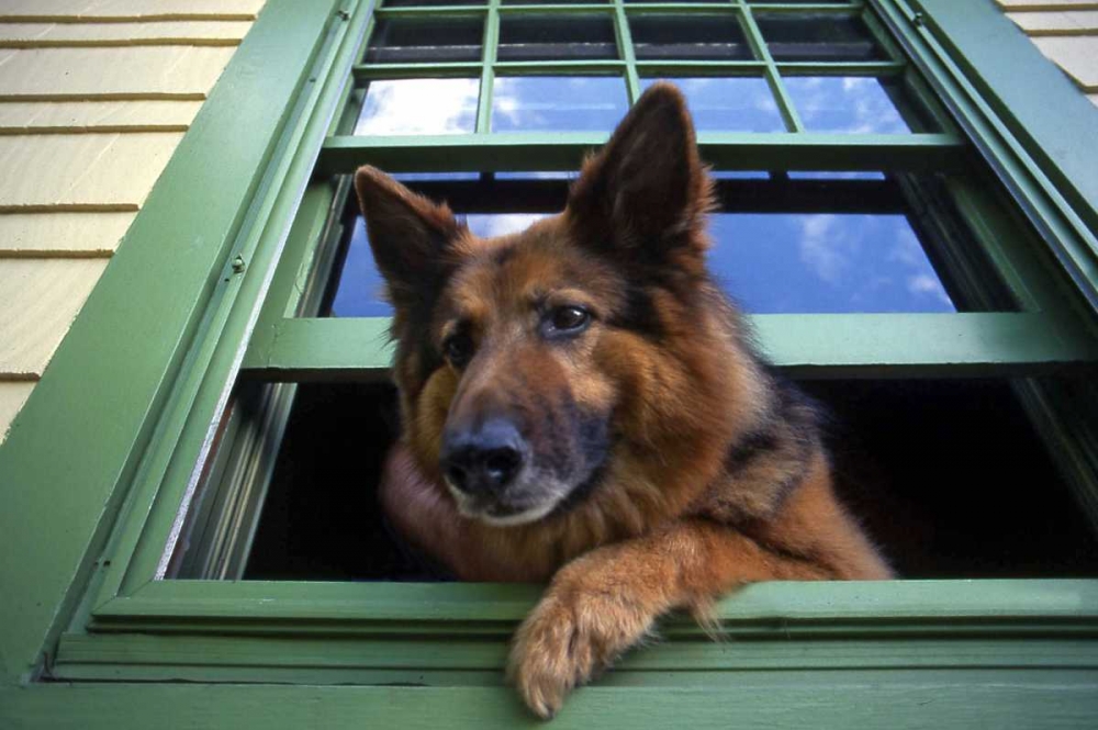 OR, Portland Griff the long-hair German shepherd art print by Steve Terrill for $57.95 CAD