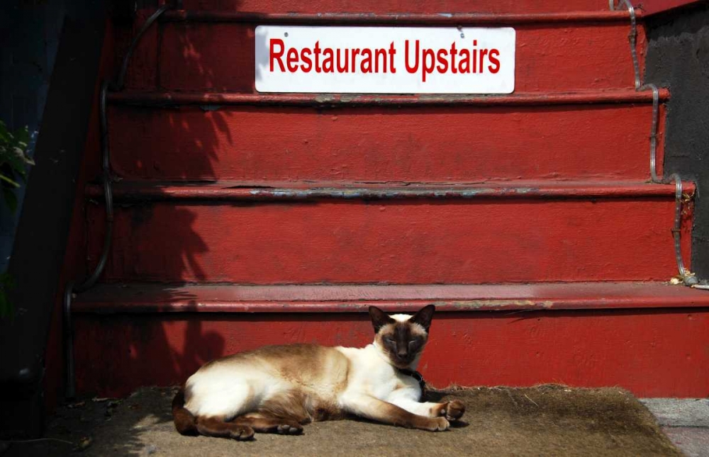 OR, Portland Siamese cat sunning itself art print by Steve Terrill for $57.95 CAD