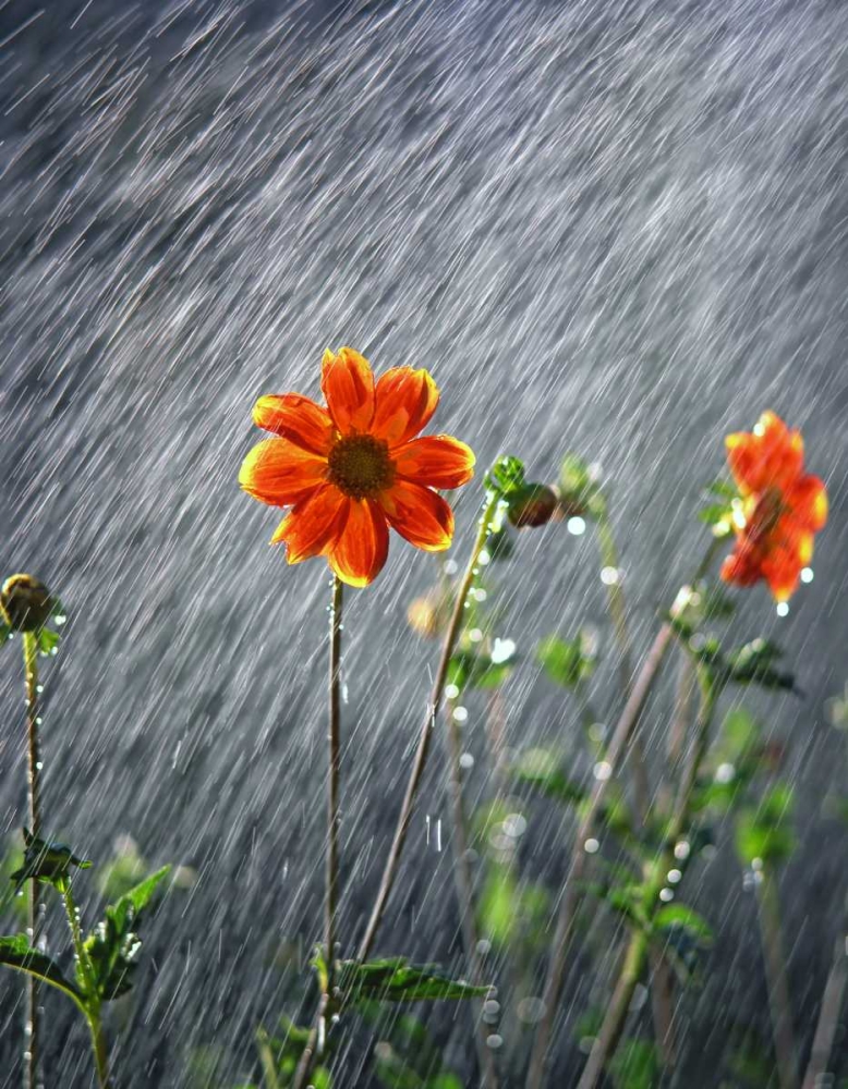 OR, Portland Sunlight on dahlia flower art print by Steve Terrill for $57.95 CAD