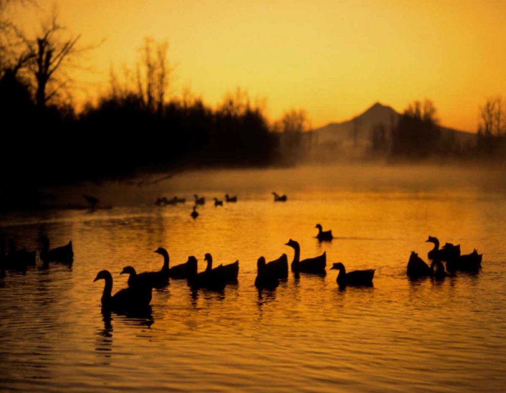 OR, Portland Waterfowl in Columbia Slough, art print by Steve Terrill for $57.95 CAD