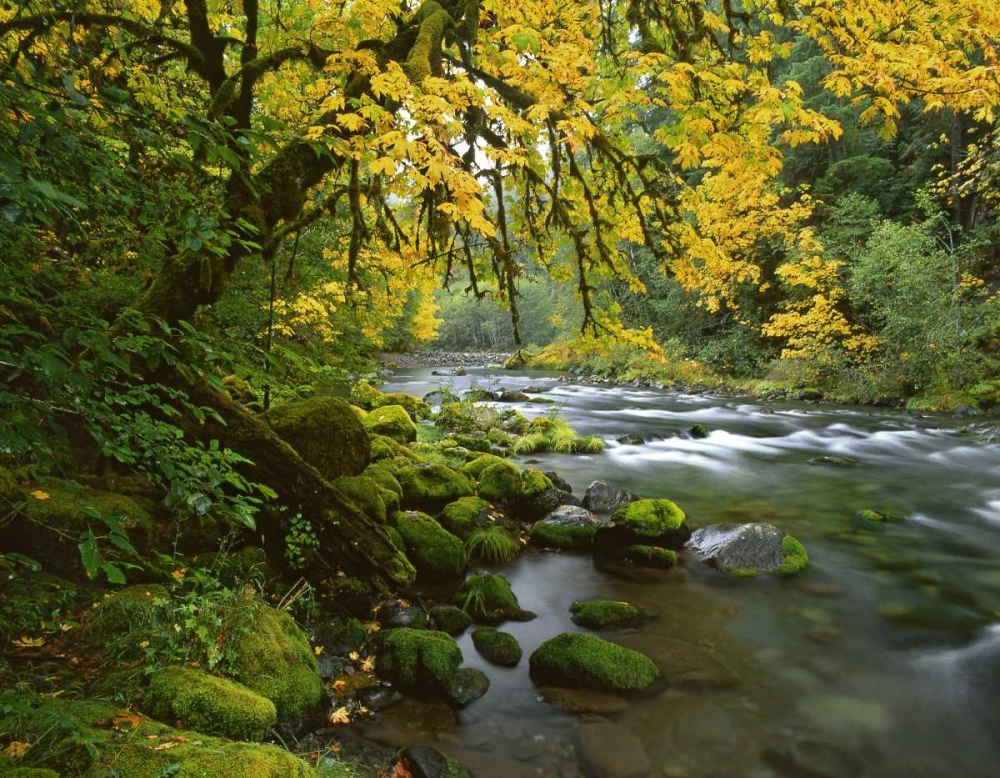 OR, Willamette Bigleaf maple by McKenzie River art print by Steve Terrill for $57.95 CAD