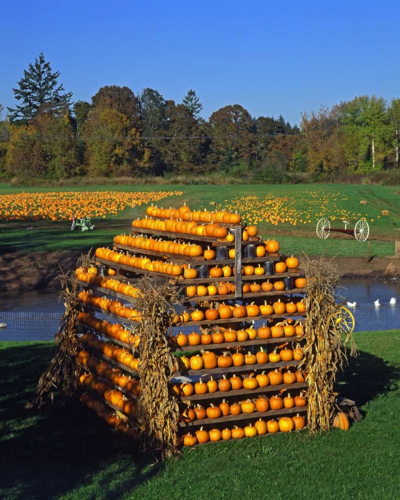 OR, Willamette Valley House made of pumpkins art print by Steve Terrill for $57.95 CAD