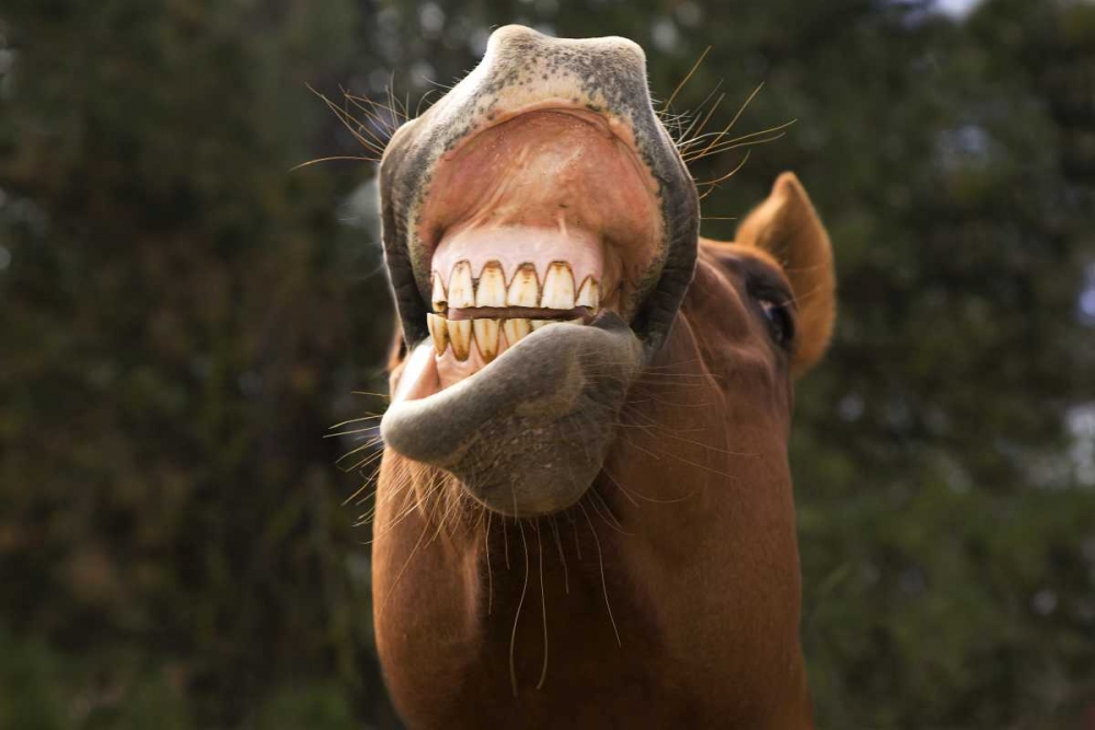 OR, Seneca A horse showing his teeth art print by Wendy Kaveney for $57.95 CAD