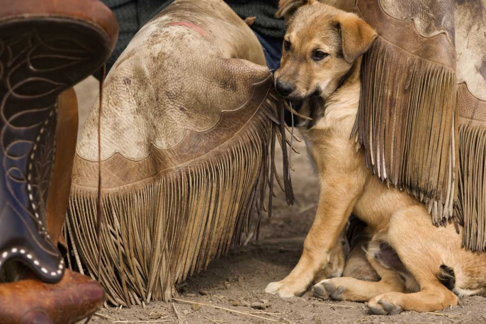 OR, Seneca A puppy chewing cowboys chaps art print by Wendy Kaveney for $57.95 CAD