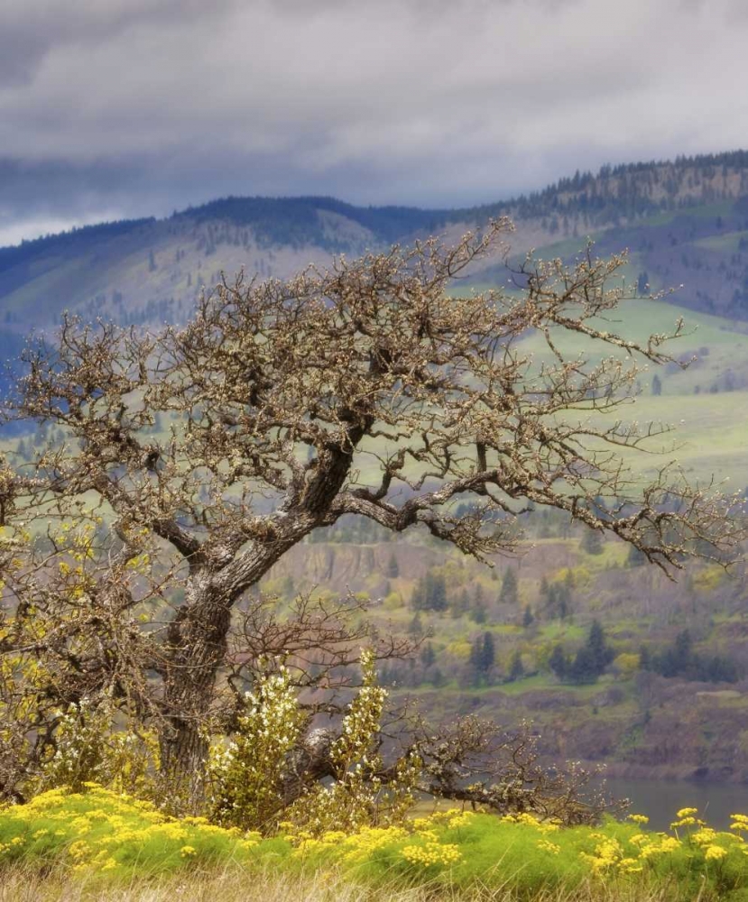 OR, Columbia Gorge, Tom McCall Preserve Oak tree art print by Don Paulson for $57.95 CAD