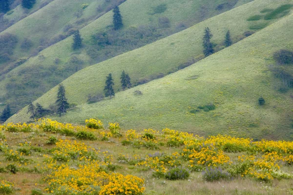 OR, Columbia Gorge Green hills with balsamroot art print by Don Paulson for $57.95 CAD