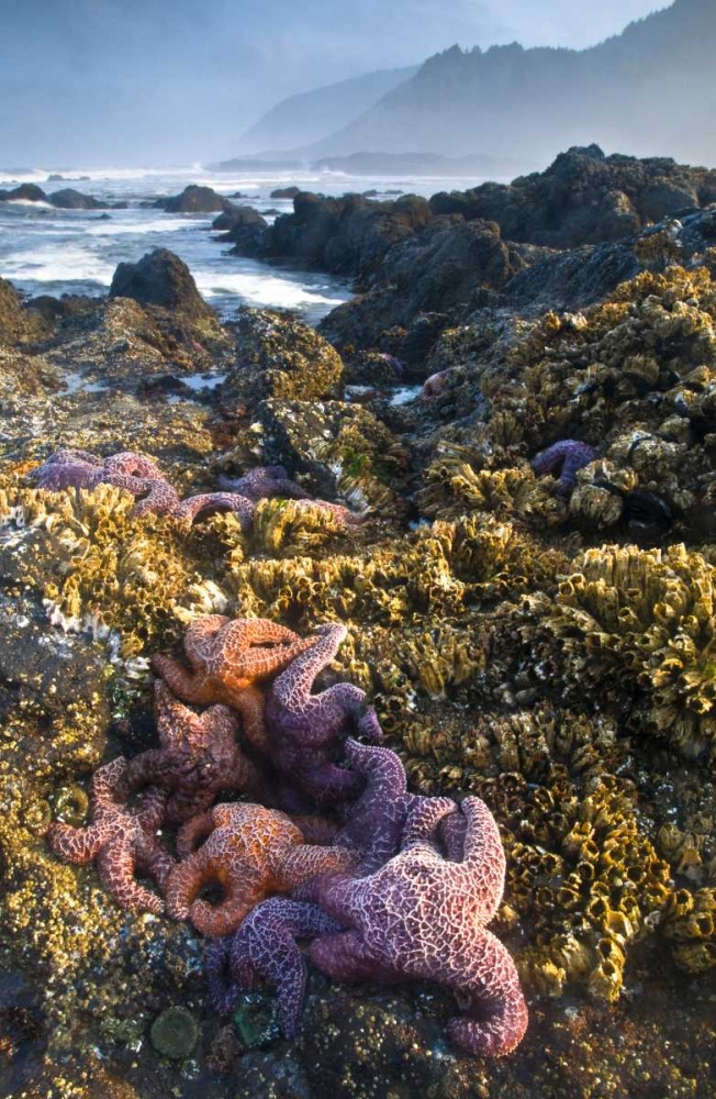 OR, Strawberry Hill Starfish at low tide art print by Nancy Rotenberg for $57.95 CAD