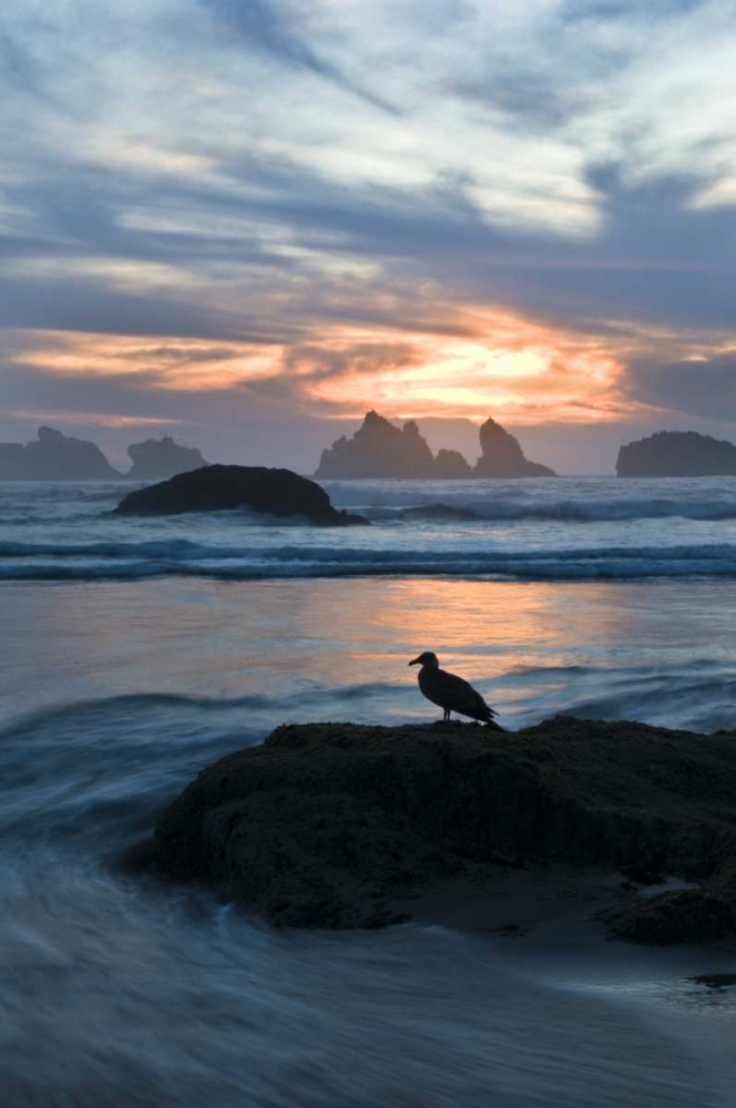 OR, Bandon Beach Seagull silhouette at sunset art print by Nancy Rotenberg for $57.95 CAD