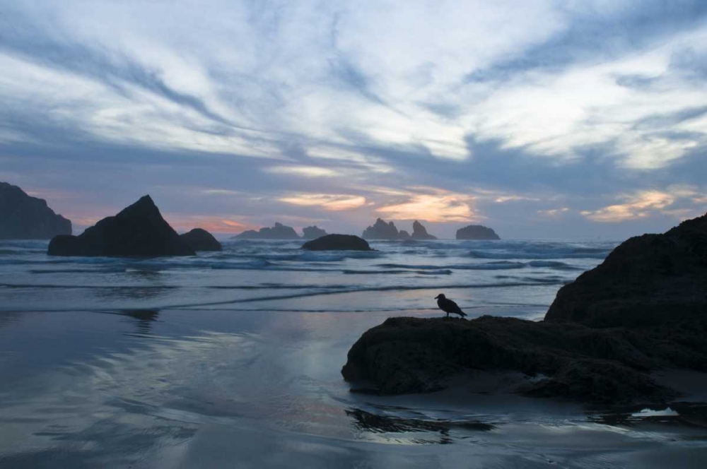 OR, Bandon Beach Seagull silhouette at sunset art print by Nancy Rotenberg for $57.95 CAD