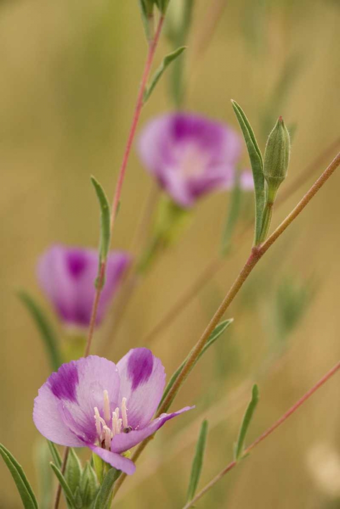 Oregon, Medford Farewell-to-spring wildflowers art print by Don Paulson for $57.95 CAD