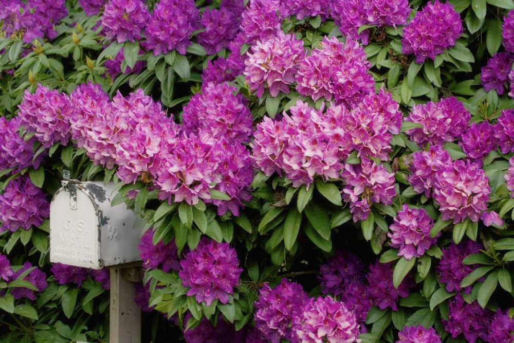 OR,Salem Rhododendrons surround mailbox art print by Don Paulson for $57.95 CAD